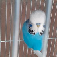 Cocorite inglesi giovani pronti per cova