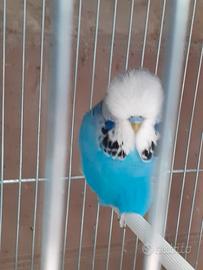 Cocorite inglesi giovani pronti per cova