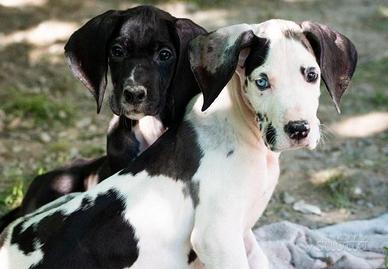 Cuccioli di alano