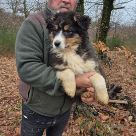 Ultimo cucciolo di pastore australiano