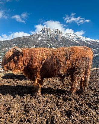Torello Highlander