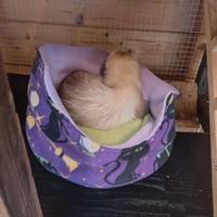 Cucce ed accessori per gabbie di animali esotici