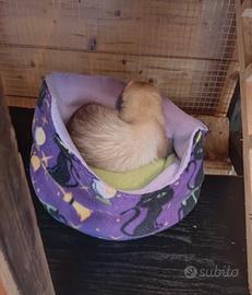 Cucce ed accessori per gabbie di animali esotici