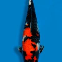 Carpa Koi Showa Nisai Femmina 65cm ExpoKoi