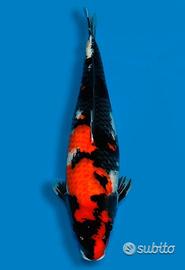 Carpa Koi Showa Nisai Femmina 65cm ExpoKoi
