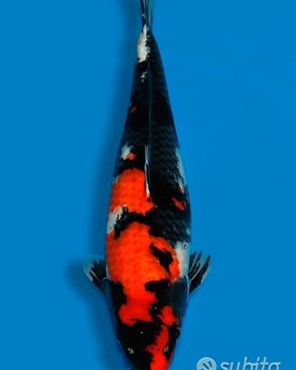 Carpa Koi Showa Nisai Femmina 65cm ExpoKoi