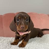 BASSOTTO CHOCO NANO TEDESCO - BASSOTTI NANI puppy