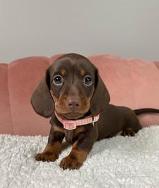 BASSOTTO CHOCO NANO TEDESCO - BASSOTTI NANI puppy