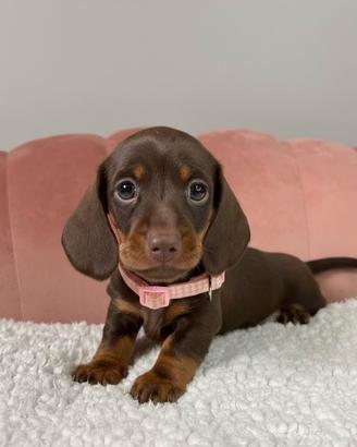 BASSOTTO CHOCO NANO TEDESCO - BASSOTTI NANI puppy