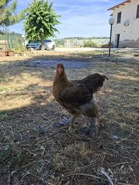 Brahma