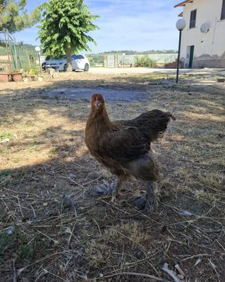 Brahma