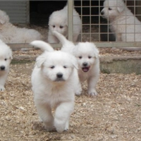 Cuccioli di pastore maremmano abruzzese