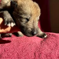 Cuccioli di cane lupo cecoslovacco