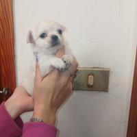 Cuccioli chihuahua