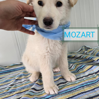 Mozart cucciolo bianco meticcio simil golden