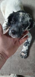 cuccioli setter 