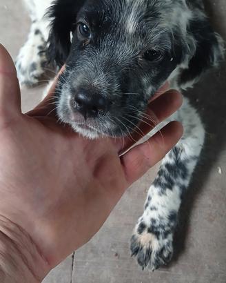 cuccioli setter 