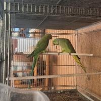 Pappagalli parrochetto del collare verde