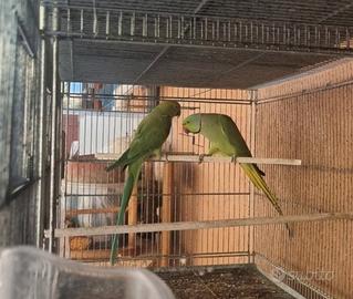 Pappagalli parrochetto del collare verde