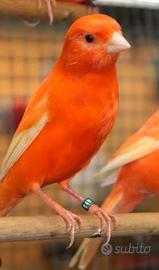 canarina