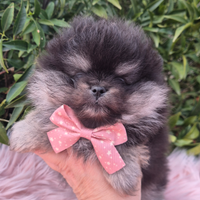 Pomerania mini con pedigree