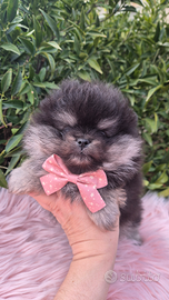 Pomerania mini con pedigree