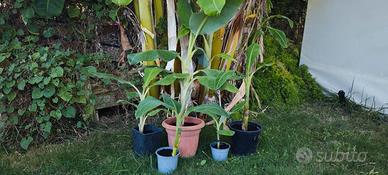 Piante di banano 