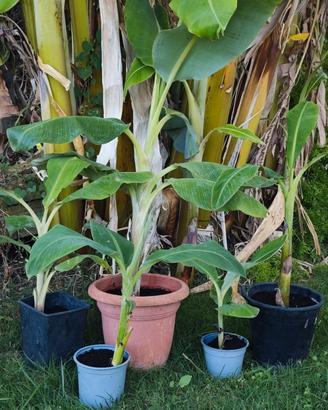 Piante di banano 