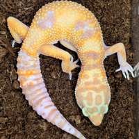 Geco leopardino Tremper
