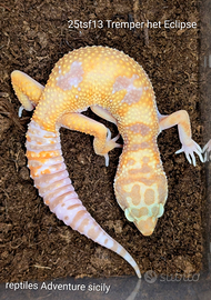 Geco leopardino Tremper