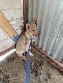 Cucciolo lupo cecoslovacco