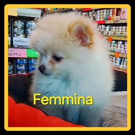 Volpino di Pomerania Toy femmina