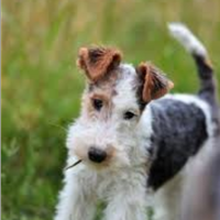 Fox terrier