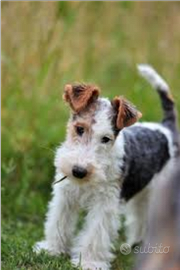 Fox terrier