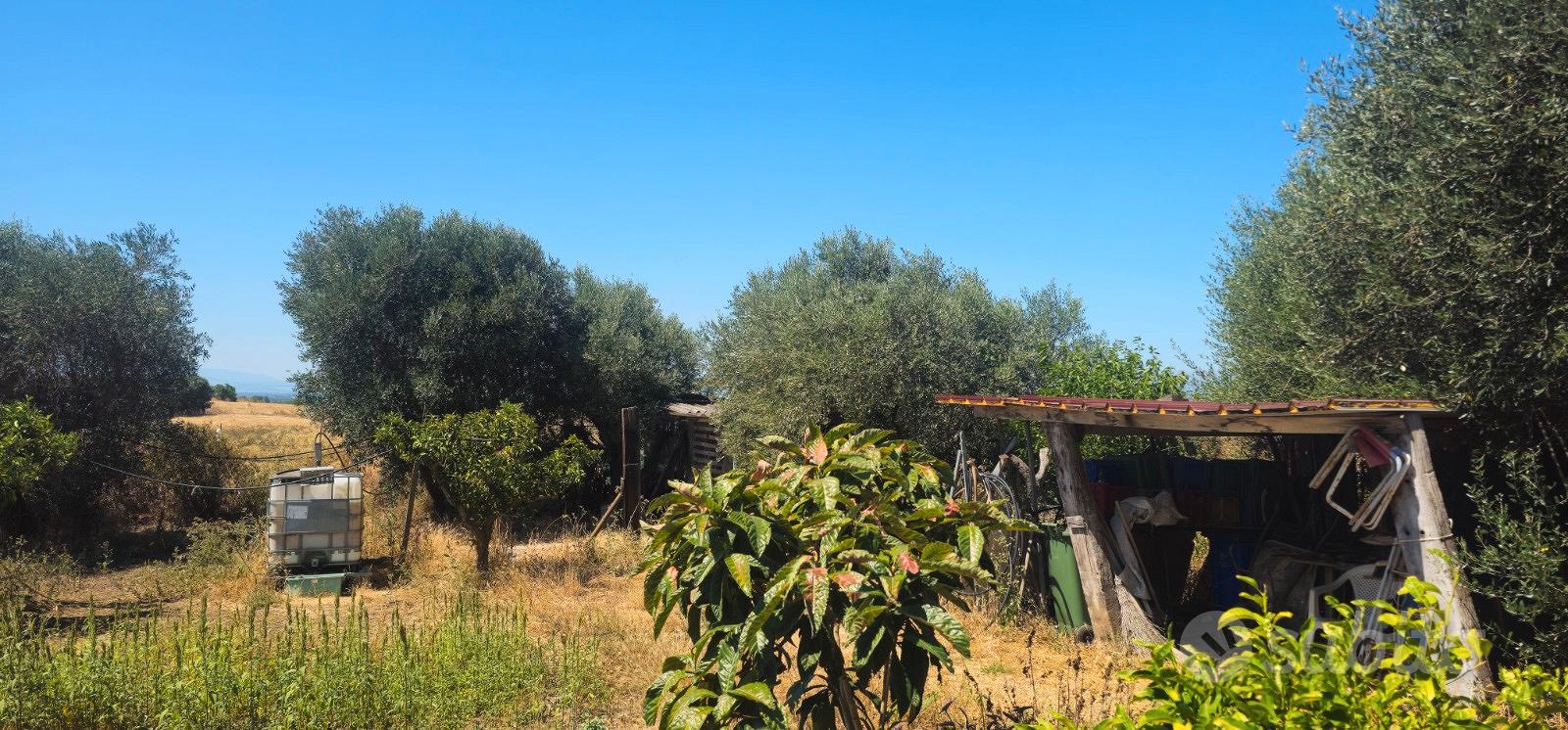 Terreno agricolo piantumato 1500 mq - Vista 3