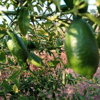 finger lime