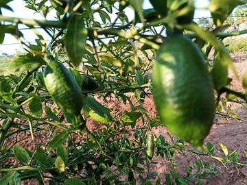 finger lime