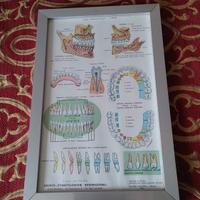 poster odontoiatrico anni 60
