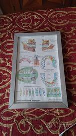 poster odontoiatrico anni 60