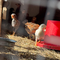 Galletti piccola/media taglia