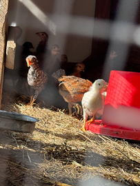 Galletti piccola/media taglia