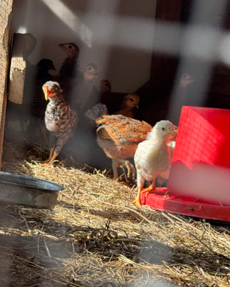 Galletti piccola/media taglia