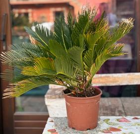 Tre Cycas revoluta di 8 anni