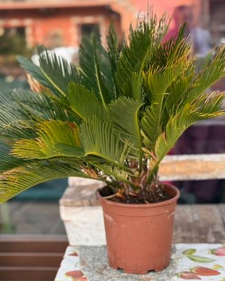 Tre Cycas revoluta di 8 anni