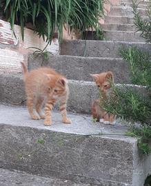 Gattini