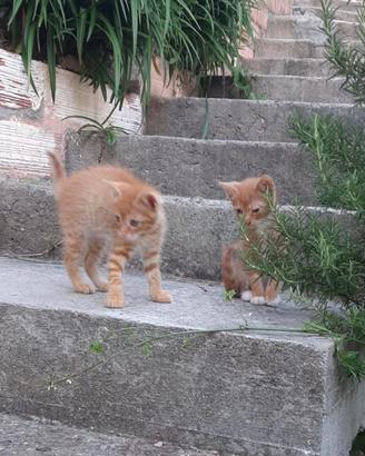 Gattini