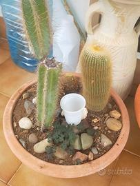 composizione cactus 