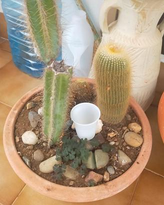 composizione cactus 