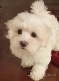 Cucciolo maltese