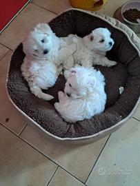 Cuccioli maltesi